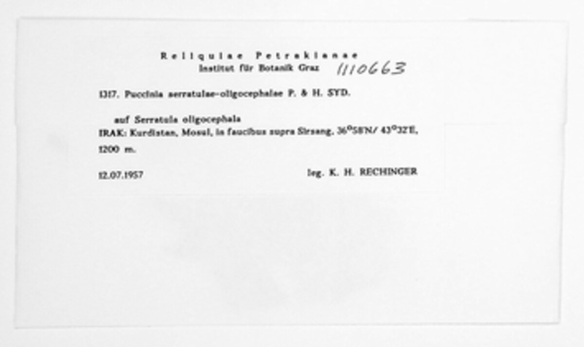 Puccinia serratulae-oligocephalae image